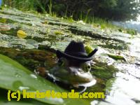 /home//u458753944/public_html/sourcegallery//Frogs/More bullfrogs/P8180213.JPG
